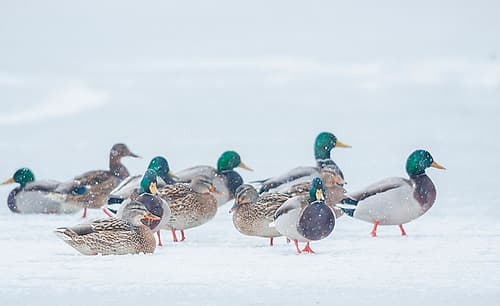 Mallard ducks waiting out winter storm on frozen wetland Art Print
